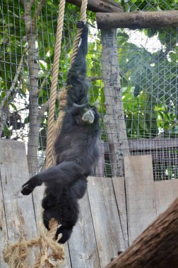 Siamang Tenerife, İspanya 'daki Orman Parkı' nda.