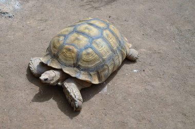 Kaplumbağa, Cangle Park, Tenerife, Kanarya Adaları, İspanya 'da izole edilmiş.