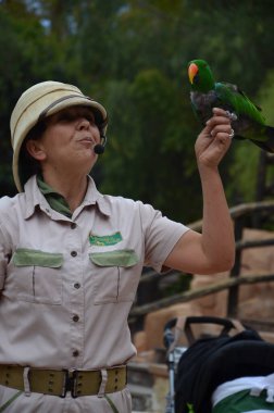Tenerife, İspanya 03.20.2018: Orman parkında bir zooloji merkezi olarak papağanların gösterimi