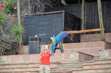 Tenerife, İspanya 03.20.2023: Orman parkında bir zooloji merkezi olarak papağanların gösterimi
