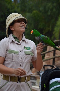 Tenerife, İspanya 03.20.2018: Orman parkında bir zooloji merkezi olarak papağanların gösterimi