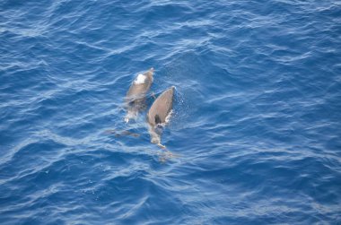 Tenerife yakınlarında yüzen vahşi yunuslar