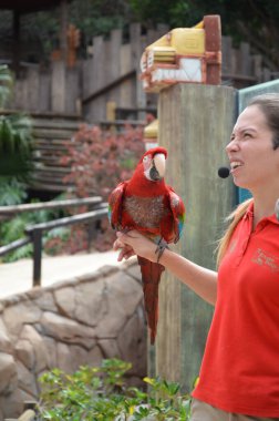 Tenerife, İspanya 03.20.2018: Orman parkında bir zooloji merkezi olarak papağanların gösterimi