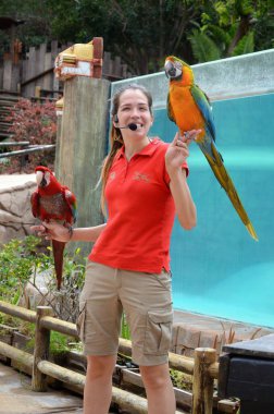 Tenerife, İspanya 03.20.2018: Orman parkında bir zooloji merkezi olarak papağanların gösterimi