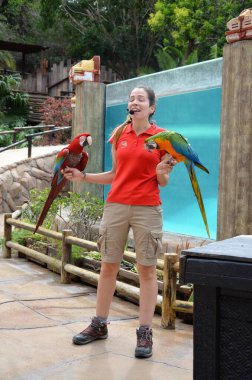 Tenerife, İspanya 03.20.2018: Orman parkında bir zooloji merkezi olarak papağanların gösterimi