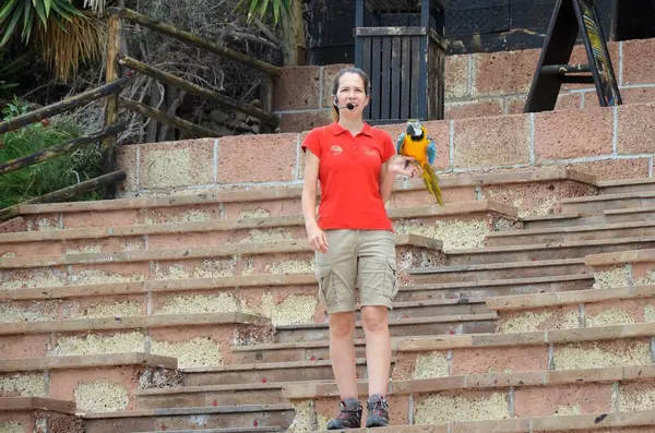 Tenerife, İspanya 03.20.2023: Orman parkında bir zooloji merkezi olarak papağanların gösterimi