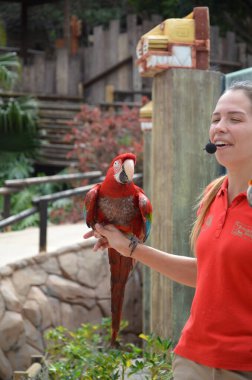 Tenerife, İspanya 03.20.2018: Orman parkında bir zooloji merkezi olarak papağanların gösterimi