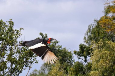 Tenerife 'de güneyli boynuz gagası