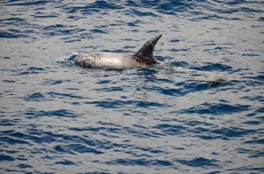 Tenerife yakınlarında yüzen vahşi yunuslar
