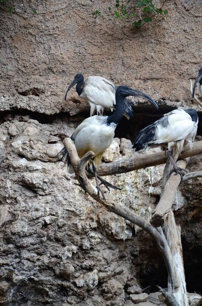 Sacred ibis in the Jungle Park in Tenerife