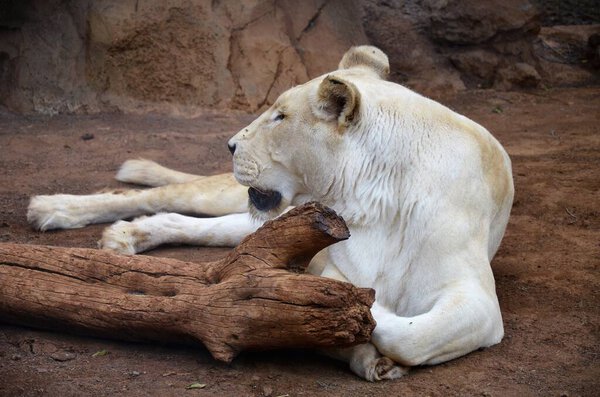 Old white lioness in the Jungle Park in Tenerife, Spain