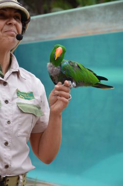 Tenerife, İspanya 03.20.2018: Orman parkında bir zooloji merkezi olarak papağanların gösterimi