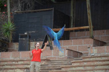 Tenerife, İspanya 03.20.2023: Orman parkında bir zooloji merkezi olarak papağanların gösterimi