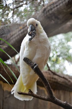 İspanya, Tenerife Kanarya Adaları 'ndaki Loro Park' ta beyaz papağan.
