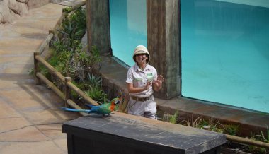 Tenerife, İspanya 03.20.2018: Orman parkında bir zooloji merkezi olarak papağanların gösterimi