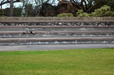 Tenerife adasındaki Jungle Park 'ta kuş gösterisi