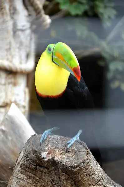 stock image Toucan Portrait view on a branch