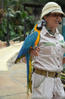 Tenerife, İspanya 03.20.2018: Orman parkında bir zooloji merkezi olarak papağanların gösterimi