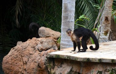 Orta Amerika beyaz yüzlü kapuçin (Cebus taklitçisi)