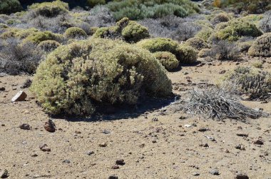 İspanya - Santa Cruz de Tenerife- Teide beyaz süpürgesi (Spartocytisus supranubius) Teide Ulusal Parkı 'nda yetişiyor.