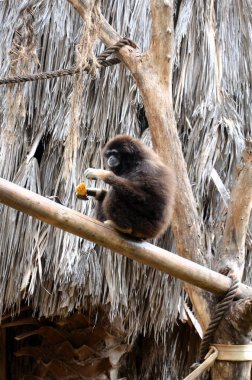 Tenerife adasındaki hayvanat bahçesindeki Gibbons