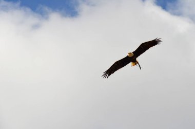 Tenerife adasındaki Jungle Park 'ta kuş gösterisi