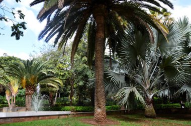Santa Cruz de Tenerife Parkı Garca Sanabria