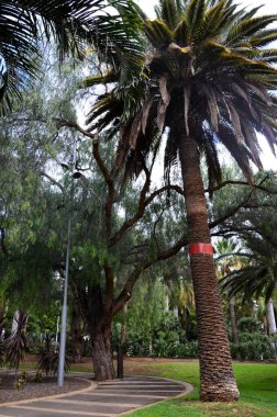 Santa Cruz de Tenerife Parkı Garca Sanabria