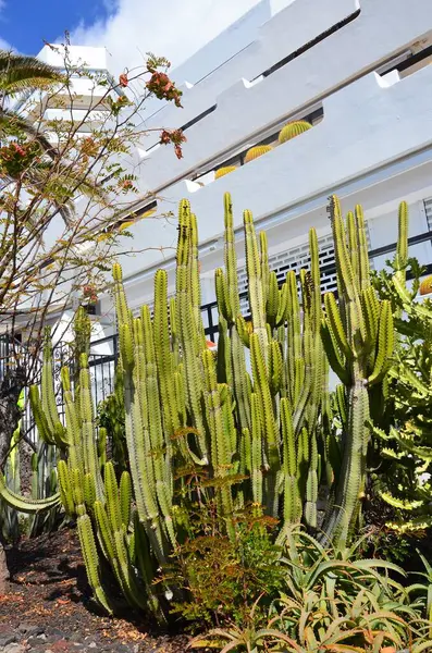 stock image Pilosocereus pachycladus cactus in the Tenerife, Canary island