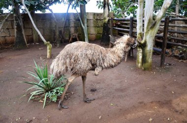 Emu Dromaius novaehollandiae, İspanya 'nın Kanarya Adaları, Tenerife, Orman Parkı' nda kafa kafaya izole edildi.