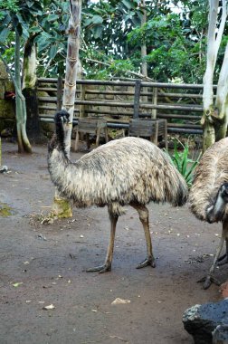 Emu Dromaius novaehollandiae, İspanya 'nın Kanarya Adaları, Tenerife, Orman Parkı' nda kafa kafaya izole edildi.