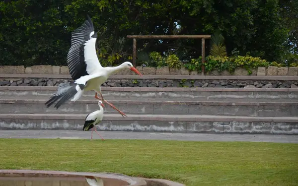 Tenerife adasındaki Jungle Park 'ta kuş gösterisi