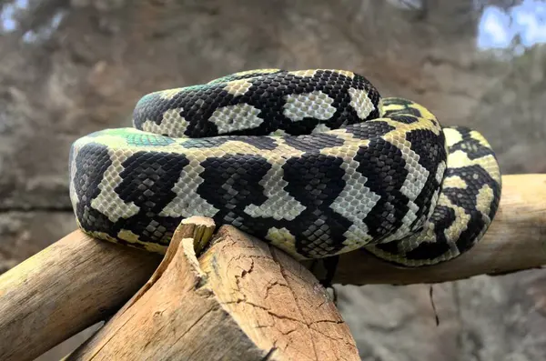 stock image Carpet Python Curled up