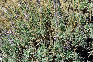 İspanya - Santa Cruz de Tenerife- Teide beyaz süpürgesi (Spartocytisus supranubius) Teide Ulusal Parkı 'nda yetişiyor.