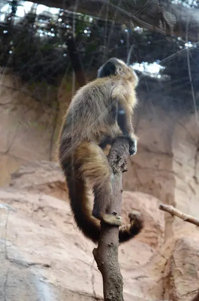 stock image Squirrel monkey in Money Park, Tenerife