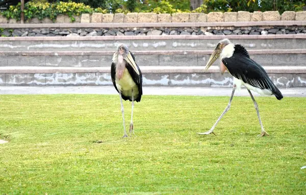 Tenerife, İspanya 03.20.2018: Orman parkında bir zooloji merkezi olarak papağanların gösterimi