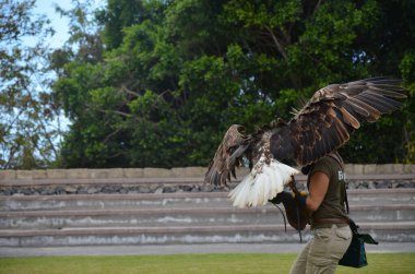 Tenerife, İspanya 03.20.2018: Tenerife adasındaki Jungle Park 'ta kuş gösterisi