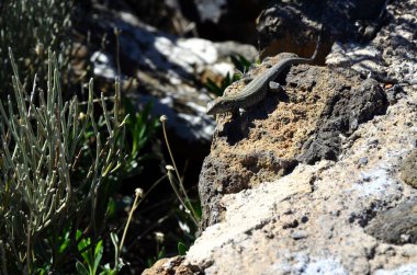 Güneşli bir günde çöldeki volkanik kaya oluşumlarının manzarası, Teide Ulusal Parkı, Tenerife