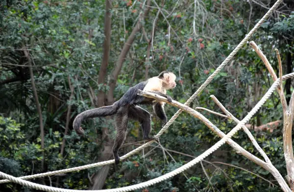 stock image Central American white-faced capuchin (Cebus imitator)