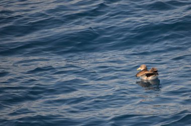 Bir Scopolis yelkovanı, Calonectris diomedea, Tenerife, İspanya yakınlarındaki Atlantik Okyanusu 'nda.