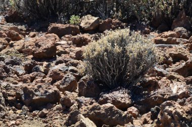 Güneşli bir günde çöldeki volkanik kaya oluşumlarının manzarası, Teide Ulusal Parkı, Tenerife