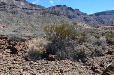 Güneşli bir günde çöldeki volkanik kaya oluşumlarının manzarası, Teide Ulusal Parkı, Tenerife