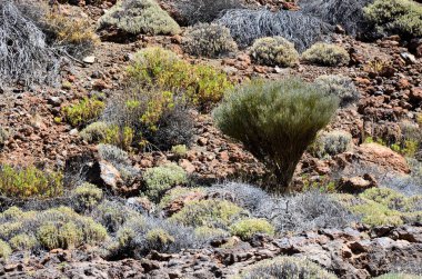 Güneşli bir günde çöldeki volkanik kaya oluşumlarının manzarası, Teide Ulusal Parkı, Tenerife