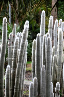 Garcia Sanabria parkındaki kaktüs parkının muhteşem manzarası. Yer: Santa Cruz de Tenerife, Tenerife, Kanarya Adaları 'ndaki Kaktüs bahçesi