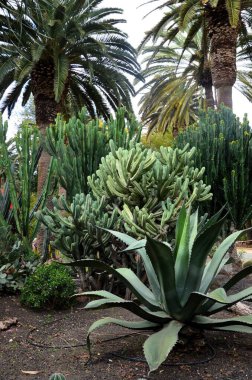 Garcia Sanabria parkındaki kaktüs parkının muhteşem manzarası. Yer: Santa Cruz de Tenerife, Tenerife, Kanarya Adaları 'ndaki Kaktüs bahçesi