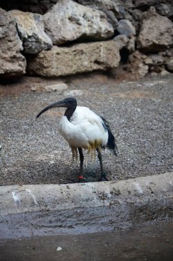 Sacred ibis in the Jungle Park in Tenerife clipart