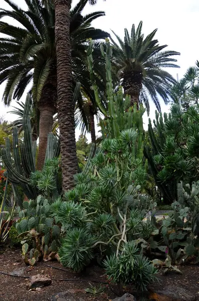 stock image Santa Cruz de Tenerife park (Parque Garca Sanabria) in Tenerife island