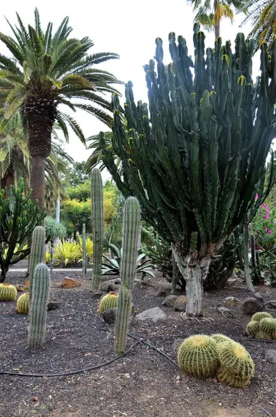 stock image Amazing view of cactus park area in Garcia Sanabria park. Location: Cacti garden in Santa Cruz de Tenerife, Tenerife, Canary Islands