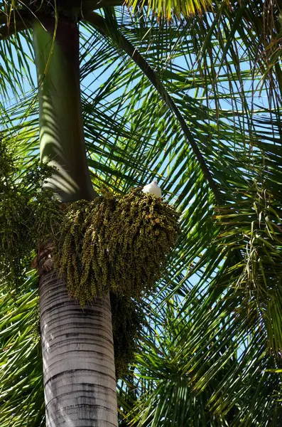 stock image Aa berry of (Euterpe oleracea) Arecaceae family in Tenerife island