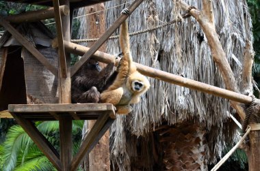 Tenerife adasındaki hayvanat bahçesindeki Gibbons